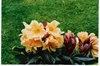 (R. YAKUSHIMANUM X R. MRS LAMMOT COPELAND)